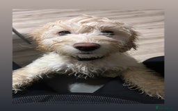 Cockapoo dogs for sale: Phoebe the cockapoo - Image 6