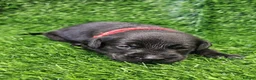 Labrador Retriever dogs for sale: Lovely Labrador puppy’s  in Taunton - Advert 15