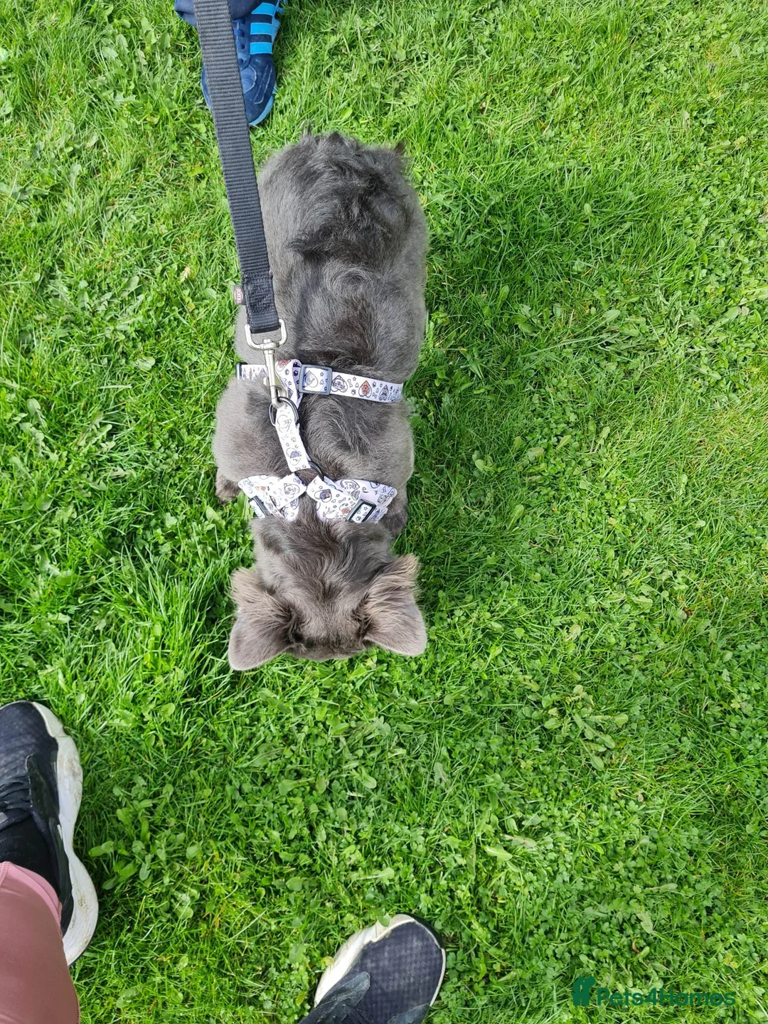 French Bulldog dogs for stud: Rfg tested aa lilac quad fluffy carrying testable in Sheffield - Advert 8