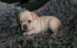 Mixed Breed dogs for sale: French bulldog x Chihuahua puppies - Image 7
