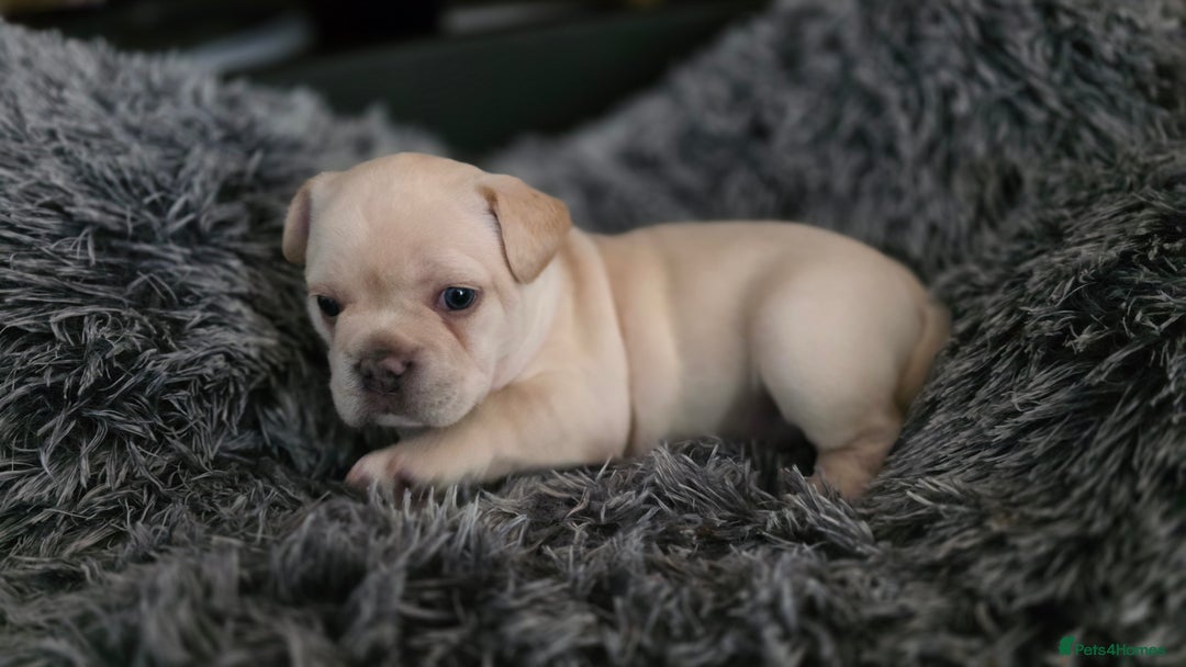 Mixed Breed dogs for sale: French bulldog x Chihuahua puppies - Image 7