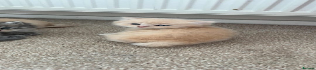 Perdoll Kitten 1