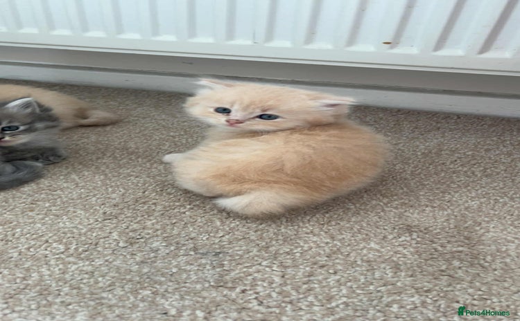 Perdoll cats - Advert 1