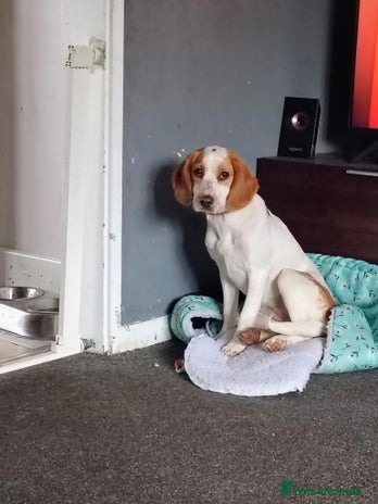 Sprocker dogs - Advert 6