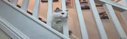 Ragdoll cats for sale: Male Ragdoll Cat - Handsome & Friendly - Advert 10