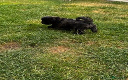 Shih Tzu dogs for sale: Shih tzu puppies looking for a forever home. - Image 21