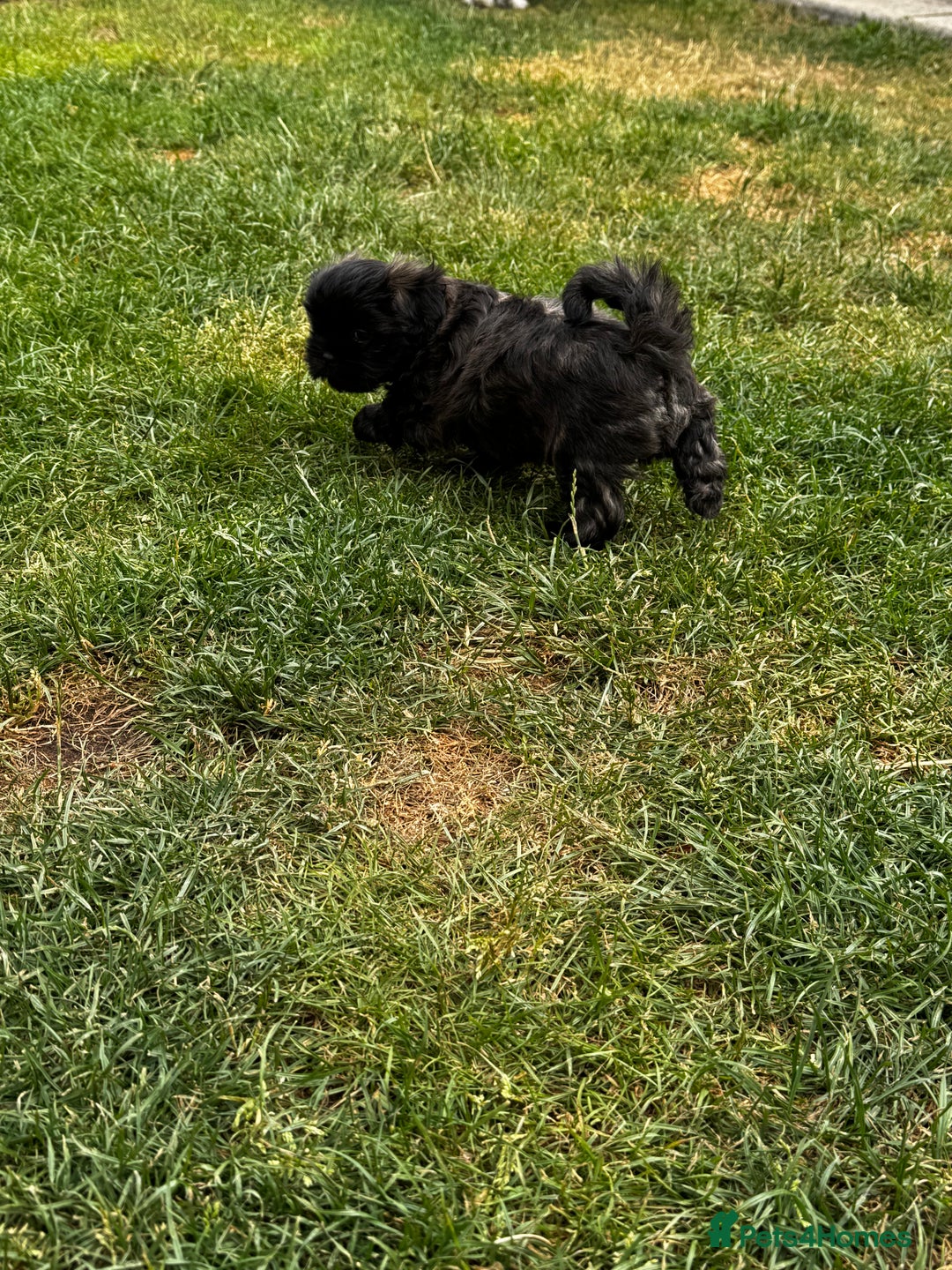 Shih Tzu dogs for sale: Shih tzu puppies looking for a forever home. - Image 21