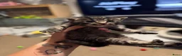 Mixed Breed cats for sale: 3 beautiful tabby kittens  - Advert 3