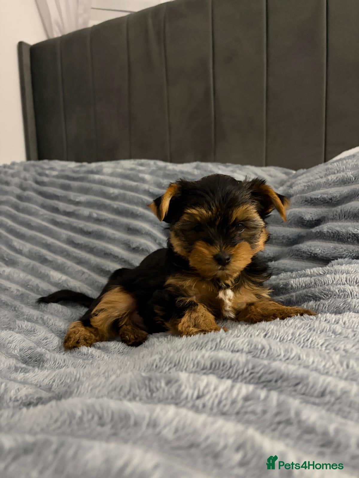 Yorkshire Terrier dogs Beautiful Yorkshire terrier Boys ready now 😻 - Advert 6