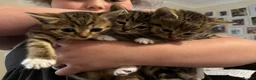 Mixed Breed cats for sale: Beautiful kittens  in Ipswich - Advert 6