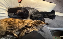 Maine Coon cats for sale: 11 year old Maine coon girl for rehome - Image 3