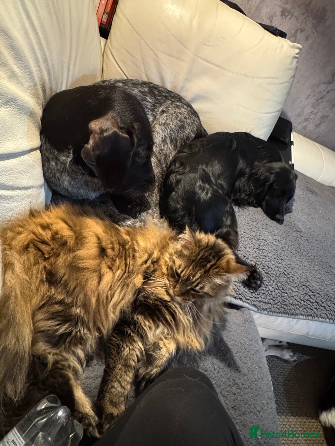Maine Coon cats for sale: 11 year old Maine coon girl for rehome - Image 3