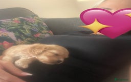 Cavapoo dogs for sale: Wonderful beautiful f1 champagne cavapoo babies  - Image 25