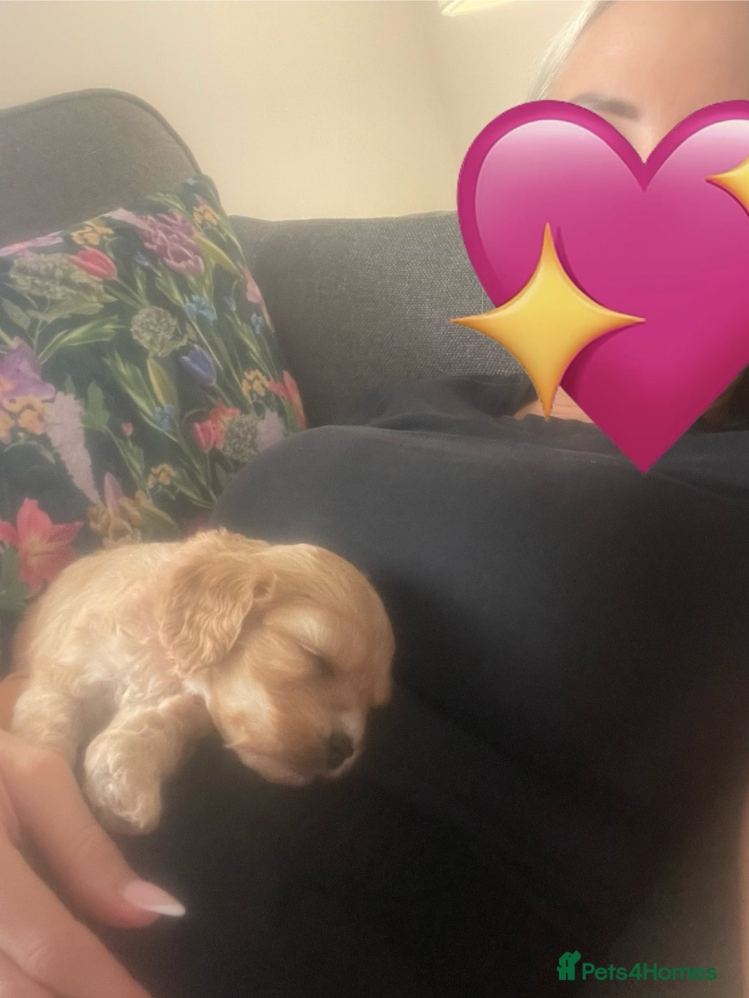 Cavapoo dogs for sale: Wonderful beautiful f1 champagne cavapoo babies  - Image 25