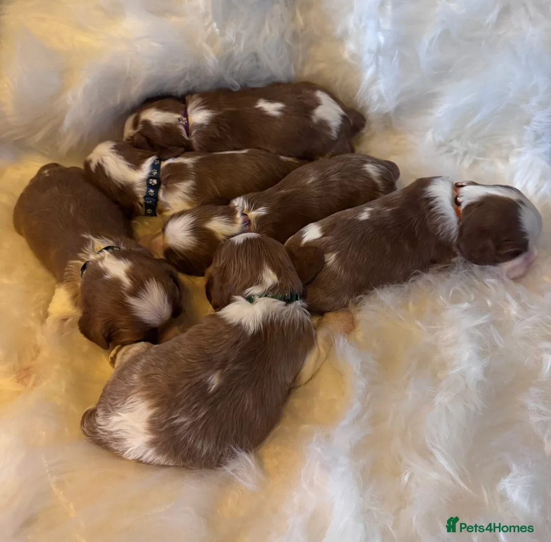 Cavalier King Charles Spaniel dogs for sale: Cavalier King Charles KC reg DNA 5* home breed - Advert 6