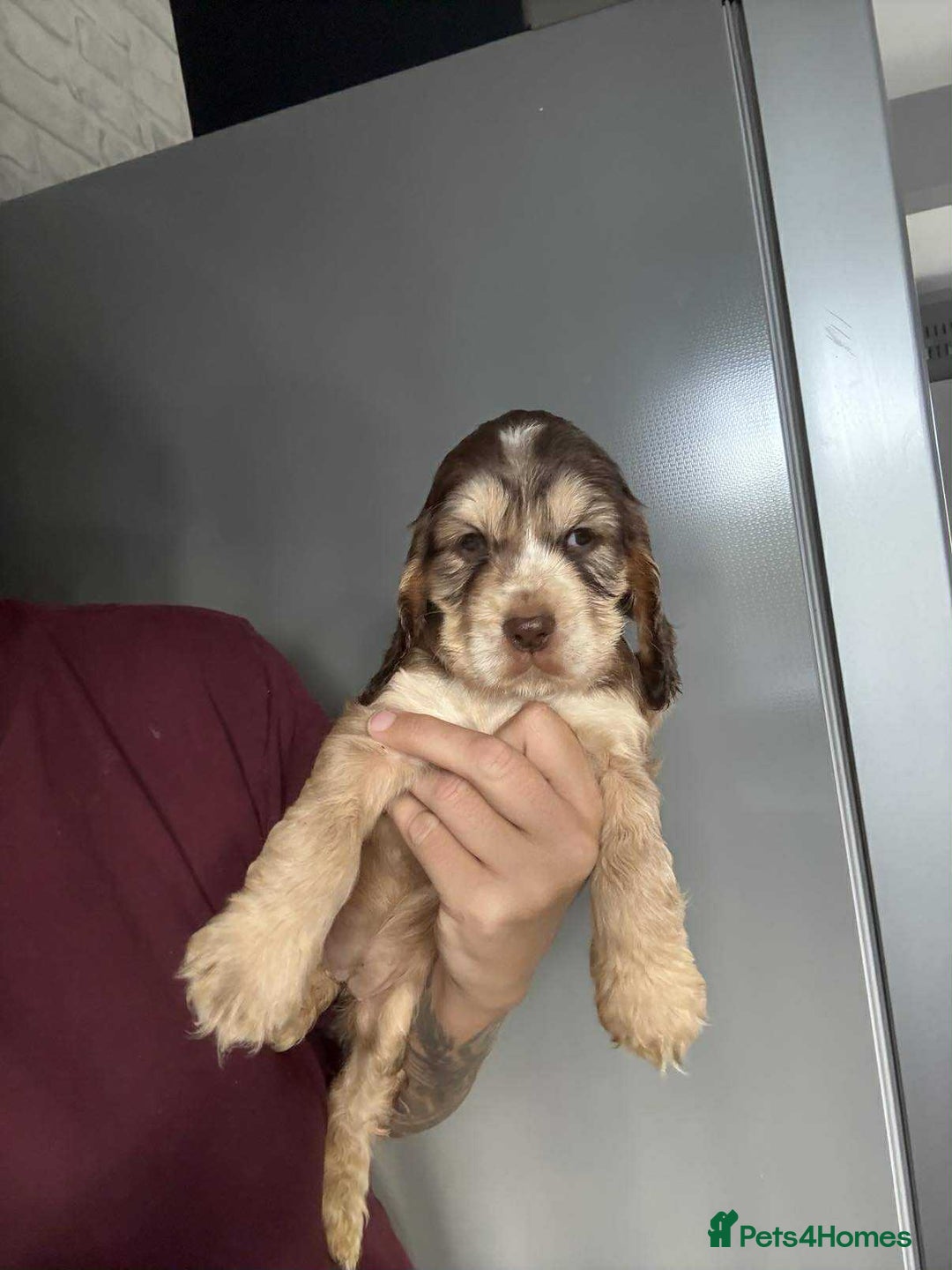 Cocker Spaniel dogs for sale: Show type cocker spaniel  - Image 4