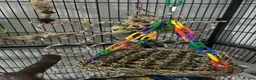 Cockatiels birds for sale: A cockatiel with a large cage  in Doncaster - Advert 7
