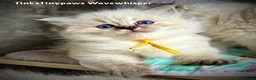 Ragdoll cats for sale: Seal Tabby colourpoint  - Advert 7