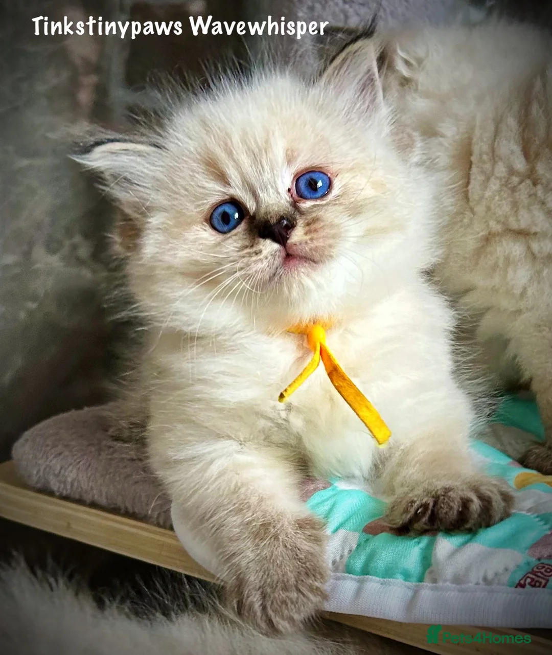 Ragdoll cats for sale: 2 Seal Tabby colourpoint  - Advert 16