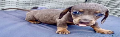 Dachshund 3