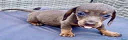 Dachshund dogs for sale: ‼️‼️Ready to leave miniature dashounds‼️‼️ - Advert 12