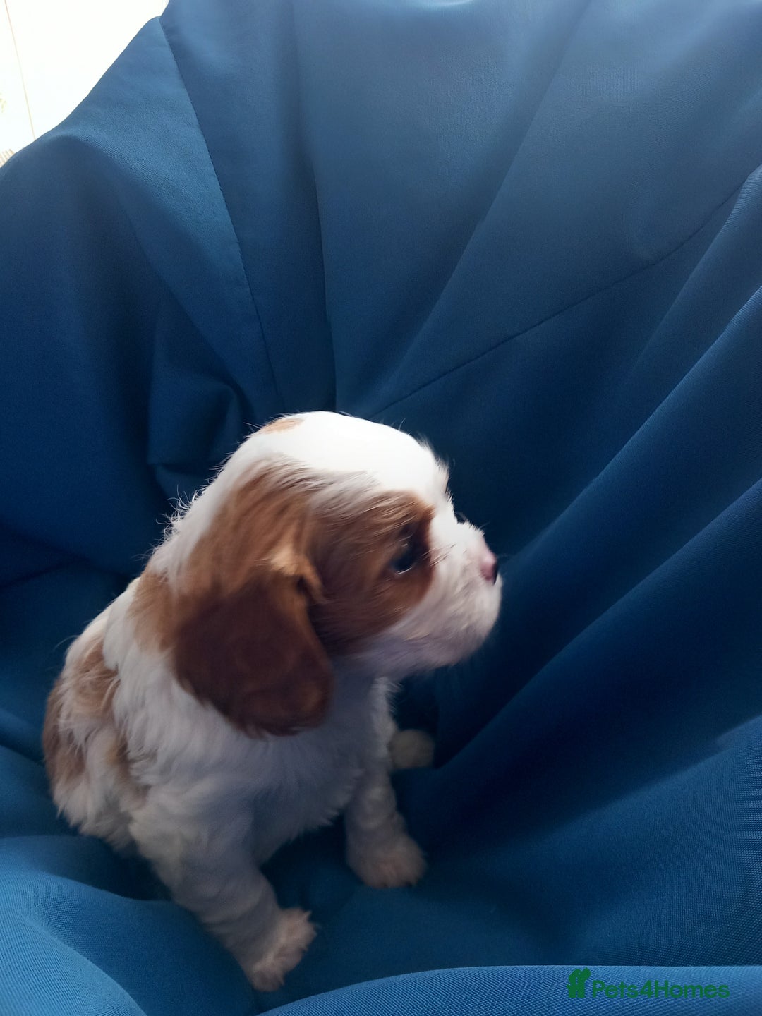 Cavalier King Charles Spaniel dogs for sale: 4 beautiful king charles boys  - Image 10