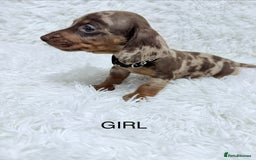 Miniature Dachshund dogs for sale: Miniature Dachshund Puppies  - Advert 4