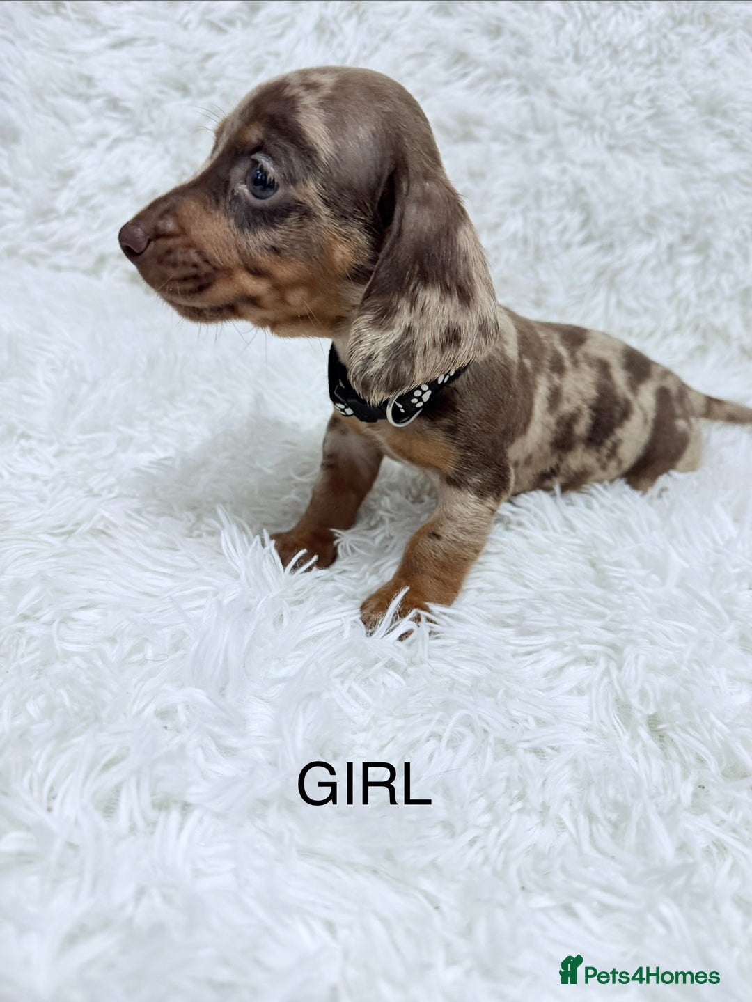 Miniature Dachshund dogs for sale: Miniature Dachshund Puppies  - Advert 4
