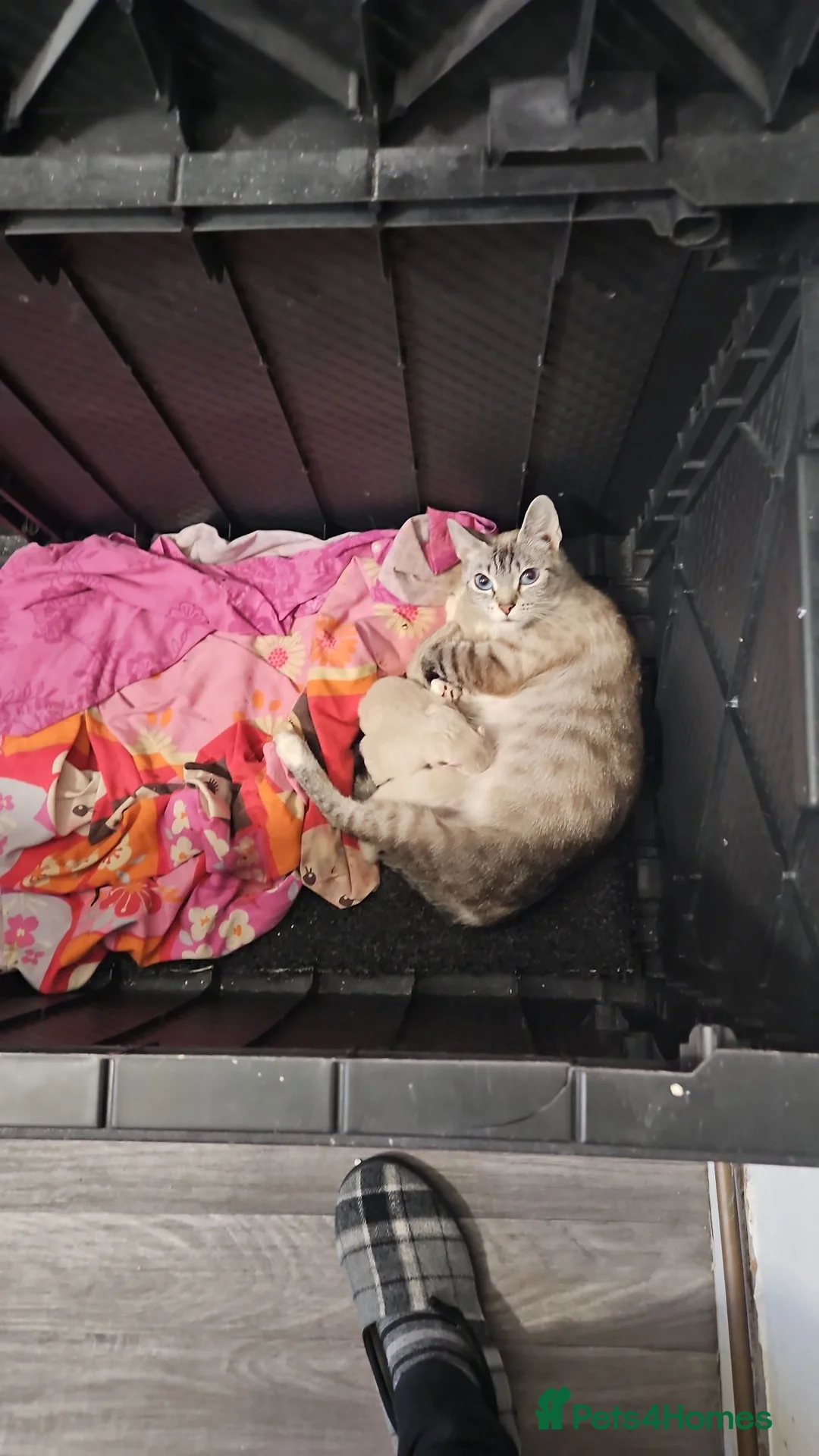 Mixed Breed cats for sale: ❤️Stunning mixed siamese kittens 😸  - Advert 2
