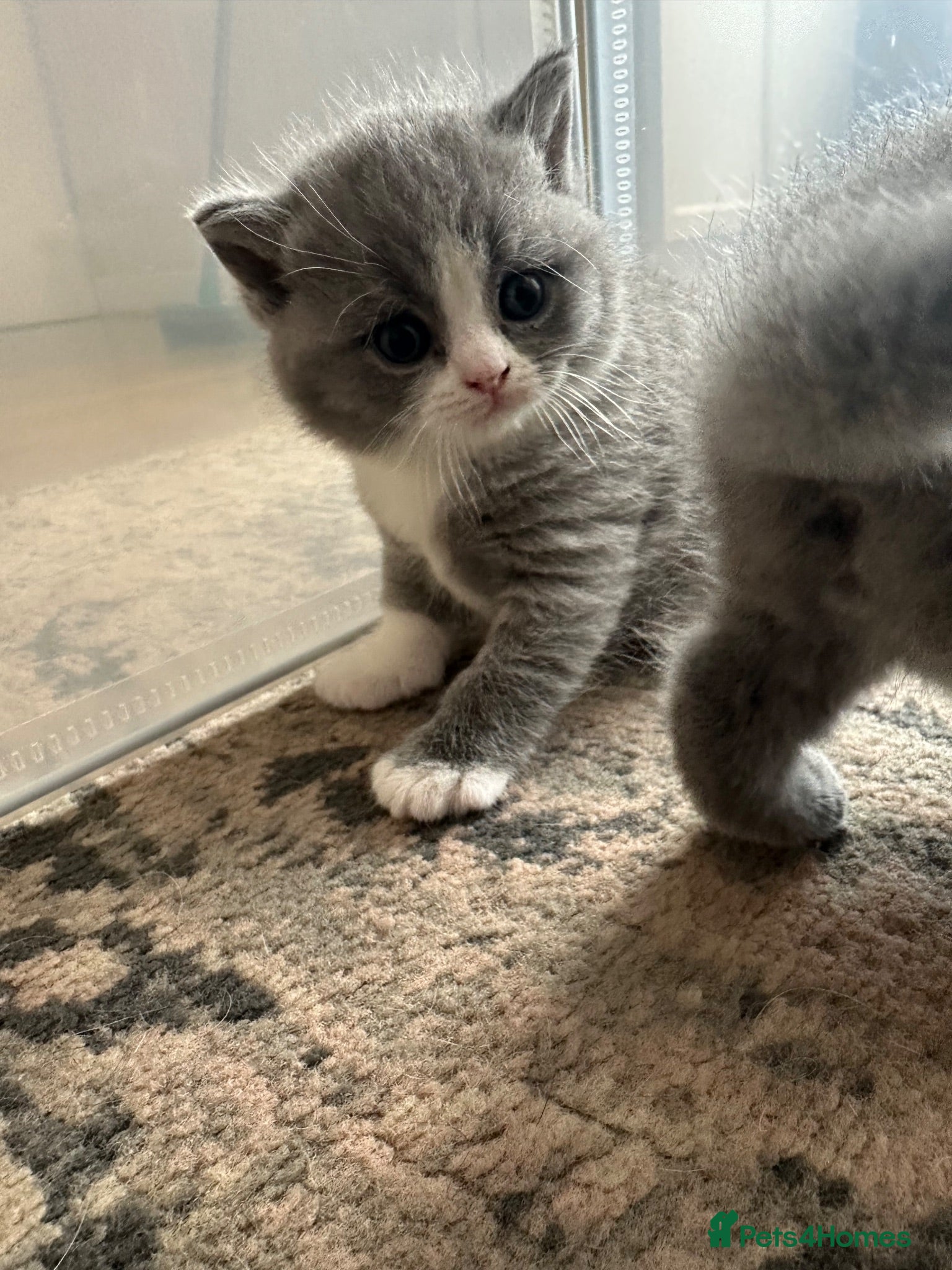 British Shorthair cats 🐾 Beautiful British Shorthair Kittens 🐾 - Advert 17