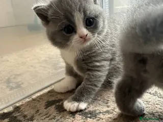 British Shorthair cats 🐾 Beautiful British Shorthair Kittens 🐾 - Advert 17