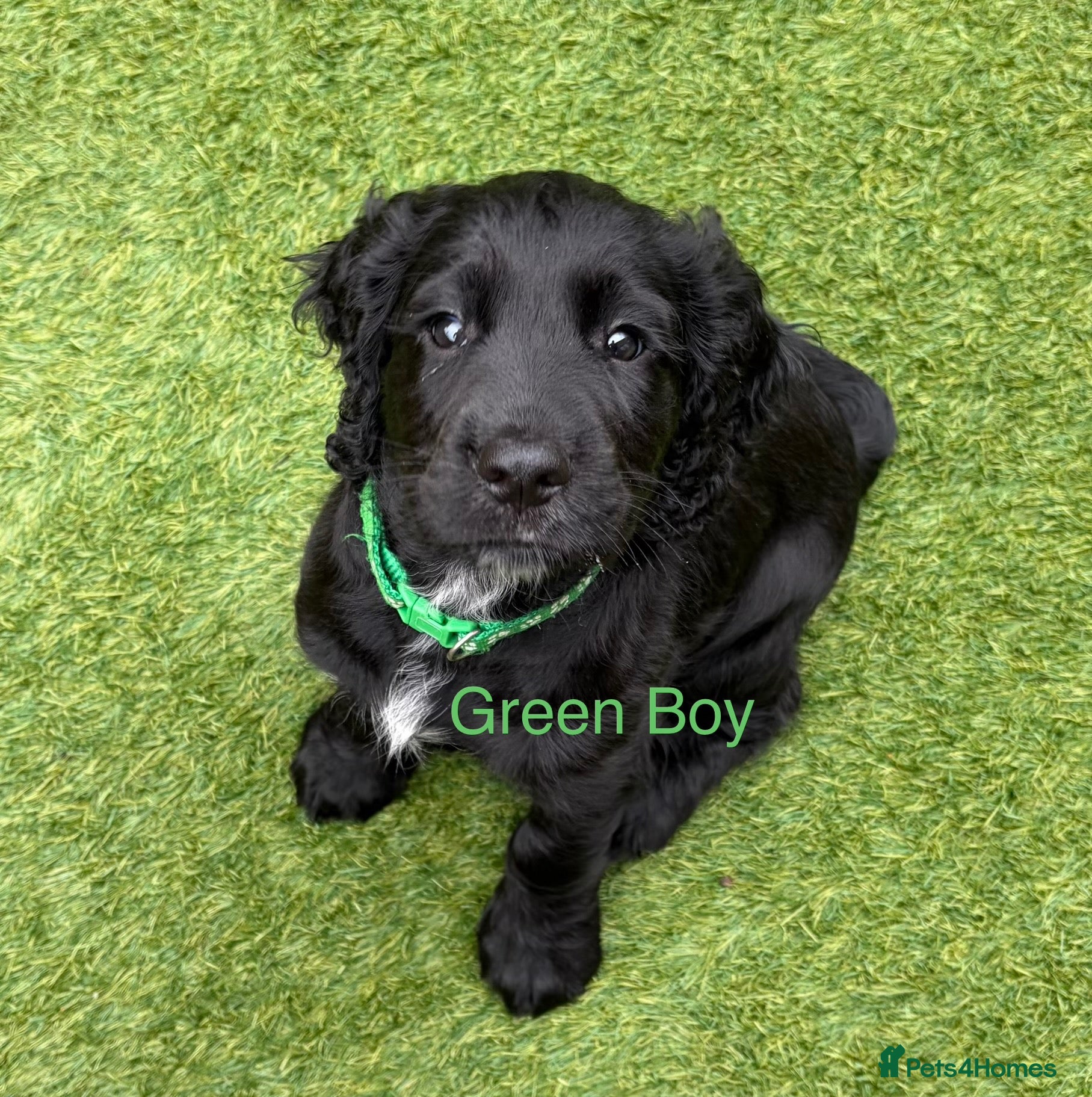 Cocker Spaniel dogs Working KC Registered Cocker Spaniel Pups. - Advert 1