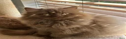 British Shorthair cats for sale: Cinnamon British Longhair  - Advert 1