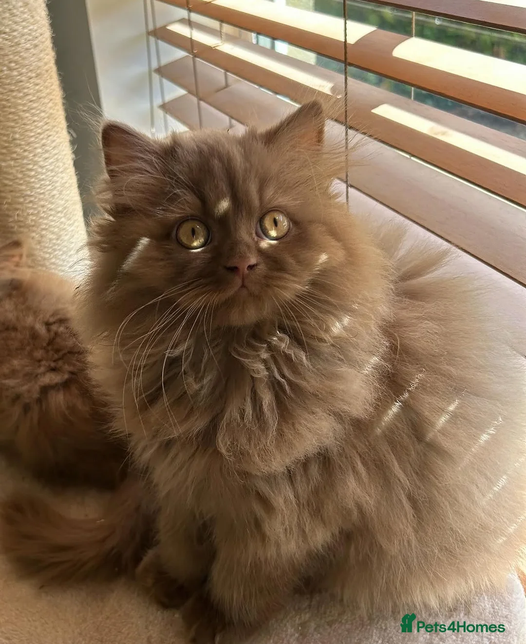 British Shorthair cats for sale: Cinnamon British Longhair  - Advert 1