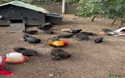Chickens poultry for sale: 6 mixed Black Pekin’s - Image 2