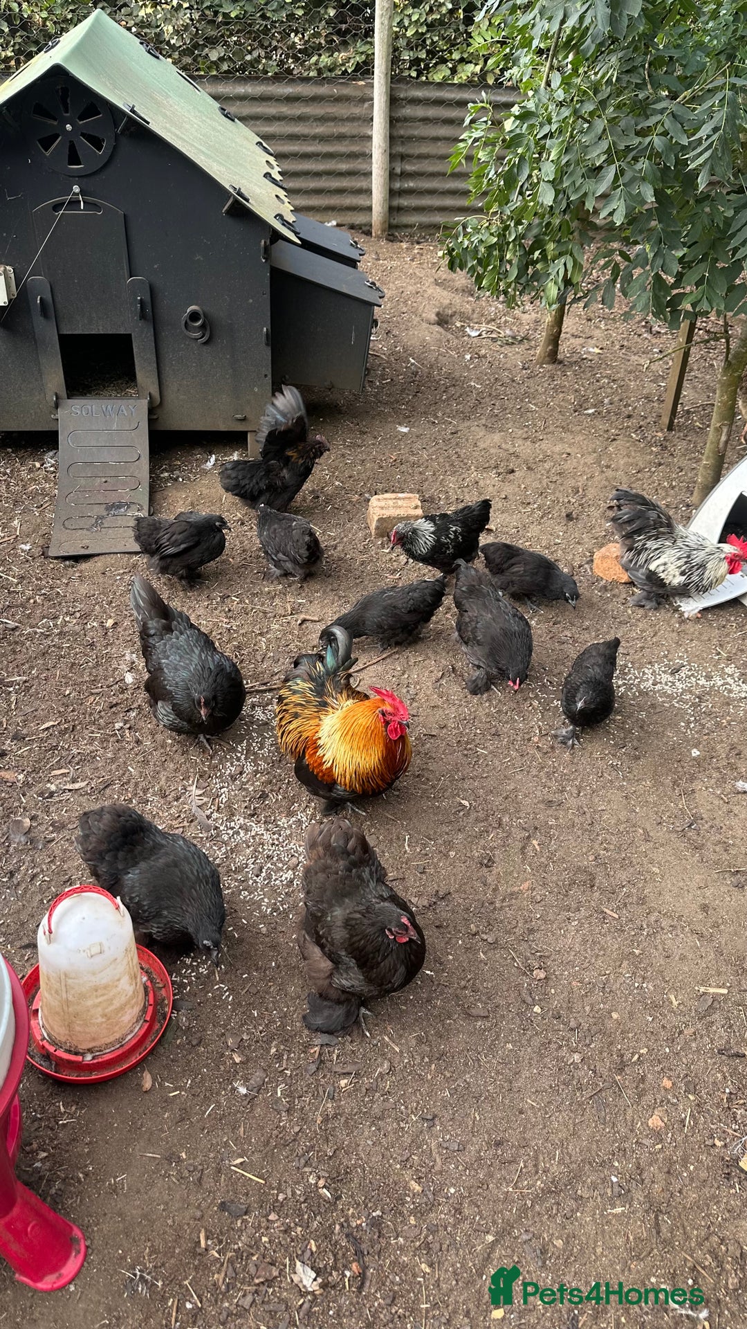 Chickens poultry for sale: 6 mixed Black Pekin’s - Image 2