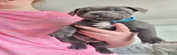 Staffordshire Bull Terrier dogs for sale: Full pedigree blue staffordshire bull terrier  - Advert 23