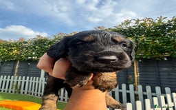 Cocker Spaniel dogs for sale: 2 gorgeous cocker spaniel puppies ready 14/9/25 - Image 9