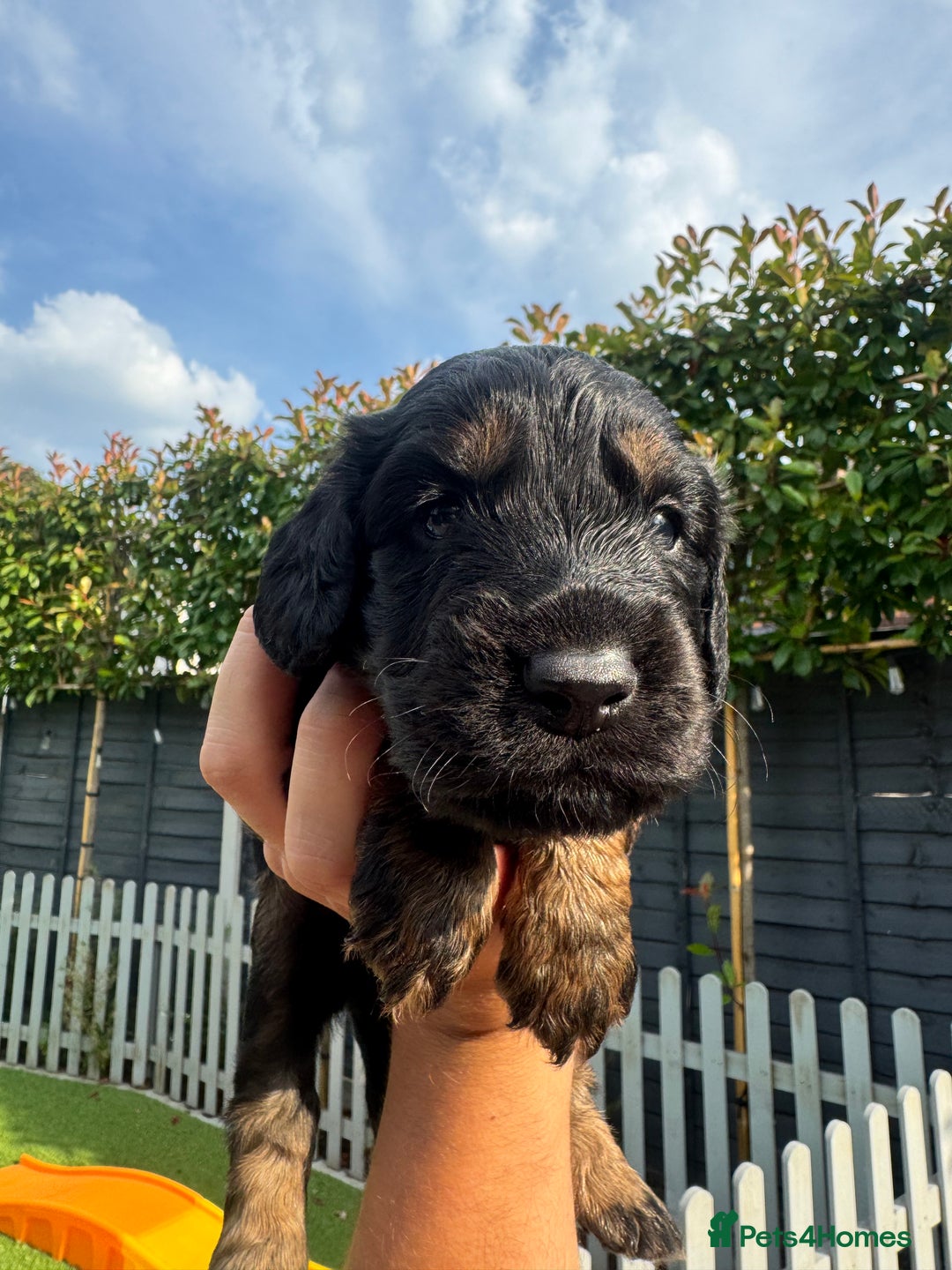 Cocker Spaniel dogs for sale: 2 gorgeous cocker spaniel puppies ready 14/9/25 - Image 9