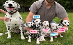Dalmatian dogs for sale: Dalmation puppues - Image 1