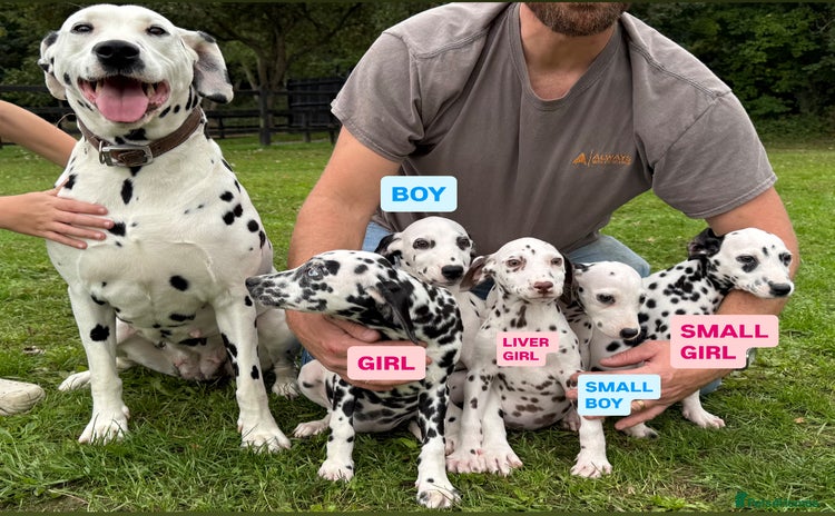 Dalmatian dogs - Advert 1