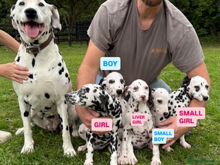 Dalmatian dogs - Advert 1