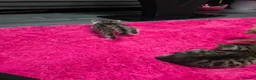 Mixed Breed cats for sale: Beautifull kittens ready to go  - Advert 21