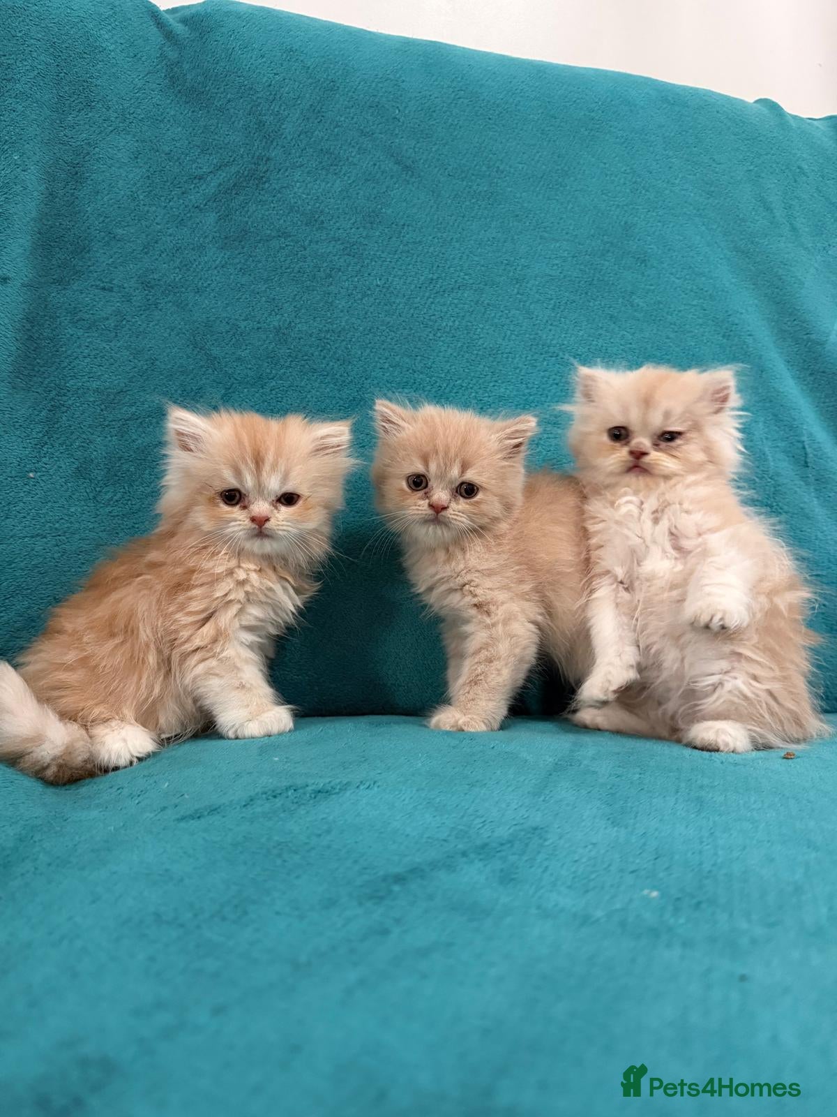 Persian cats ❤️ Stunning White & Ginger Persian Kittens ❤️ - Advert 1