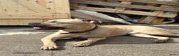 Mixed Breed dogs for sale: URGENT House Trained Staffy/Mastiff rehoming - Advert 7