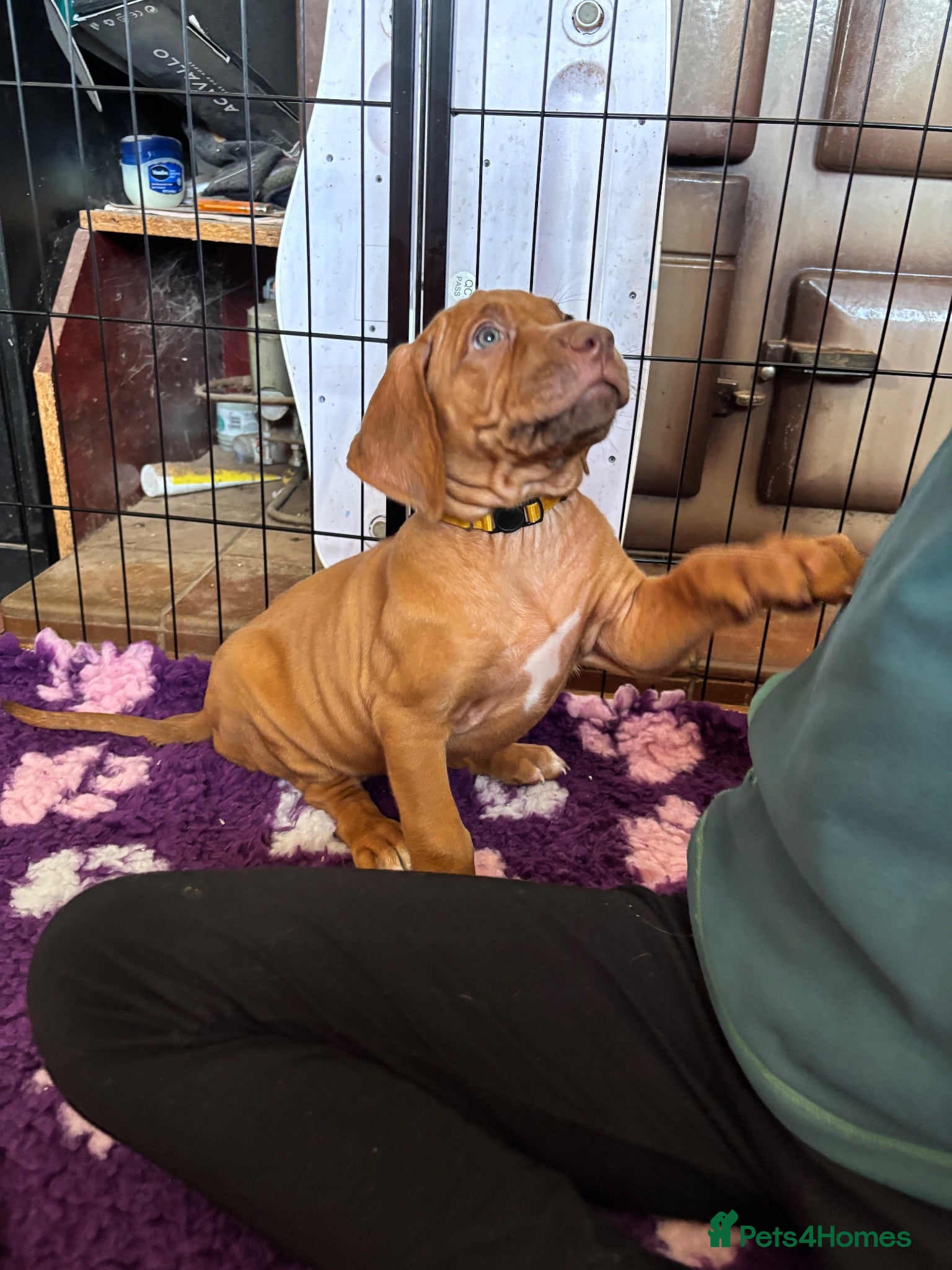 Rhodesian Ridgeback dogs Exceptionally Health Tested KC Ridgeback Puppies - Advert 2