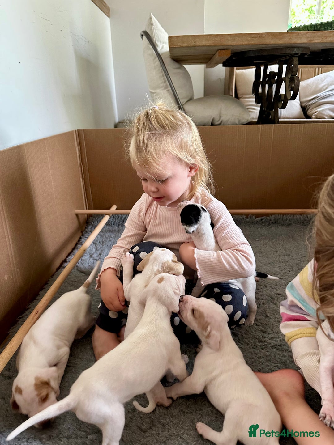 Pointer dogs for sale: KC reg Pointer Puppies - Image 18