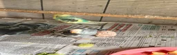 Budgerigars birds for sale: Beautiful young budgies  - Advert 4