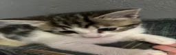 Mixed Breed cats for sale: 1 beautiful tabby  boy kitten ready now  - Advert 3