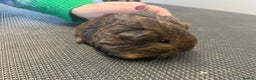 Guinea Pig rodents for sale: Pure bred guinea pigs looking for new homes - Advert 11